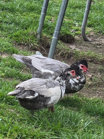 Two ducks with black, white, and gray feathers standing on grass near metal poles.