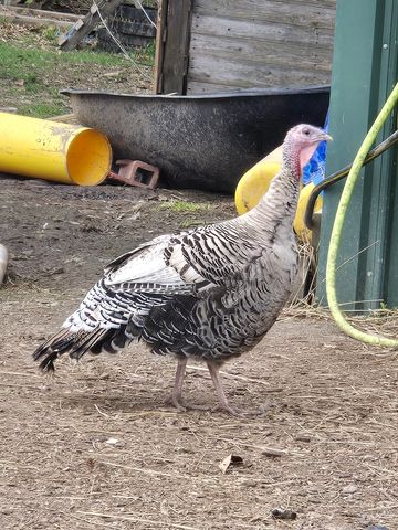 A wild turkey standing on farm ground near some equipment.