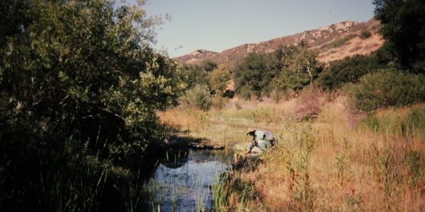 TW Biological Services Sensitive and Endangered Species Surveys