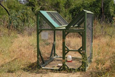 Brown-headed Cowbird Trap in the field