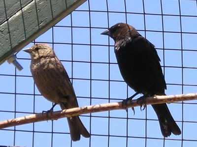 Female and Male Brown-headed Cowbirds