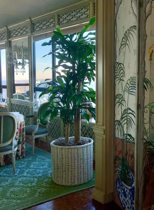 Mass Cane Plant accents a dining room