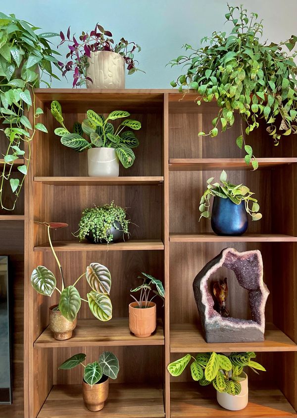 Plant shelf goals