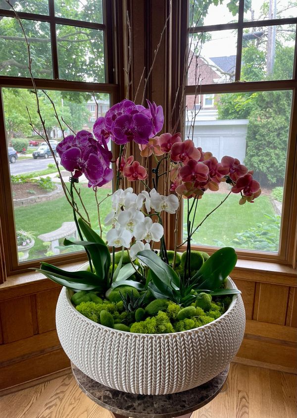 Orchid Bowl with Decorative Mosses