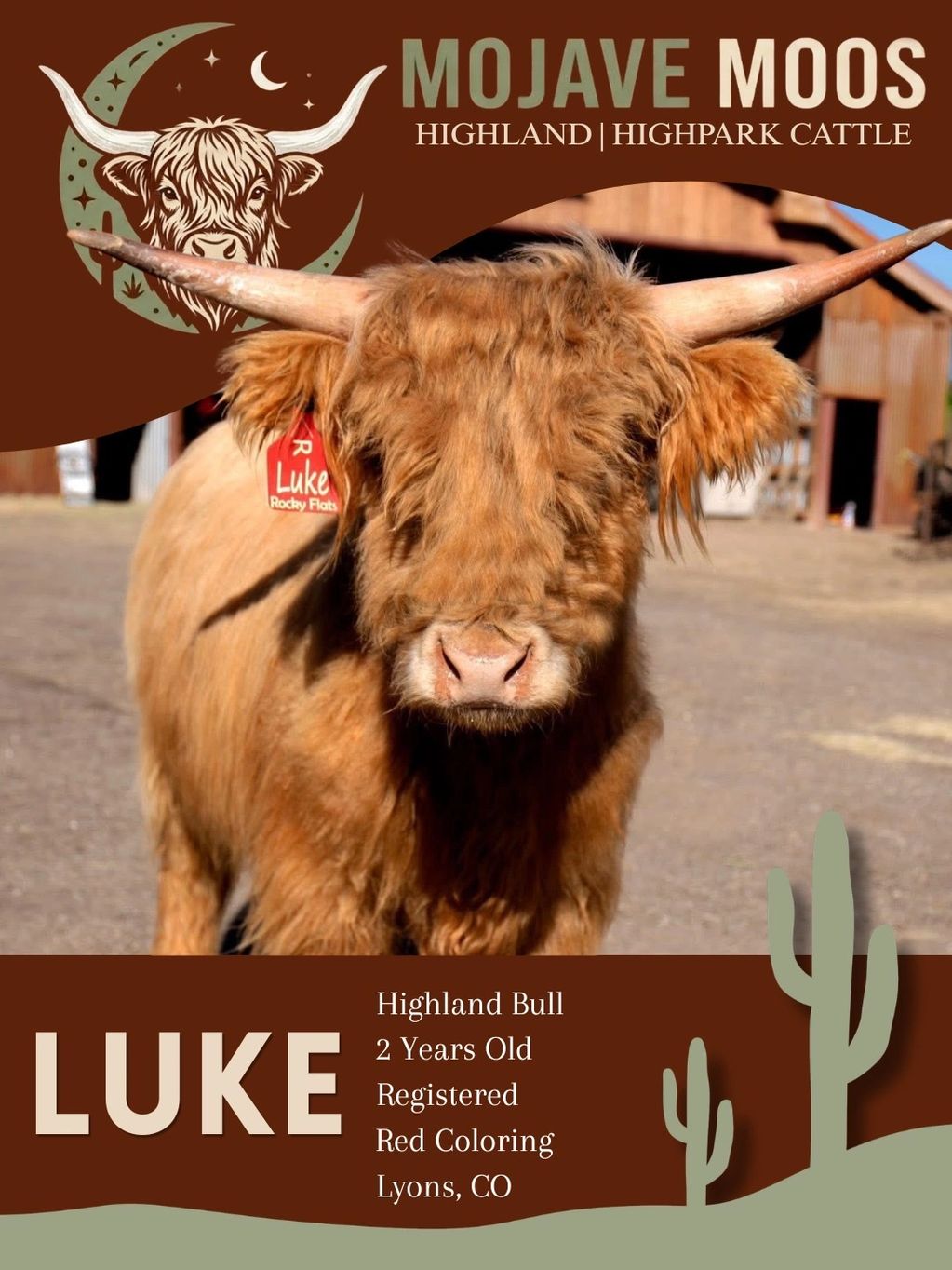Highland bull named Luke, 2 years old with red coloring from Mojave Moos.