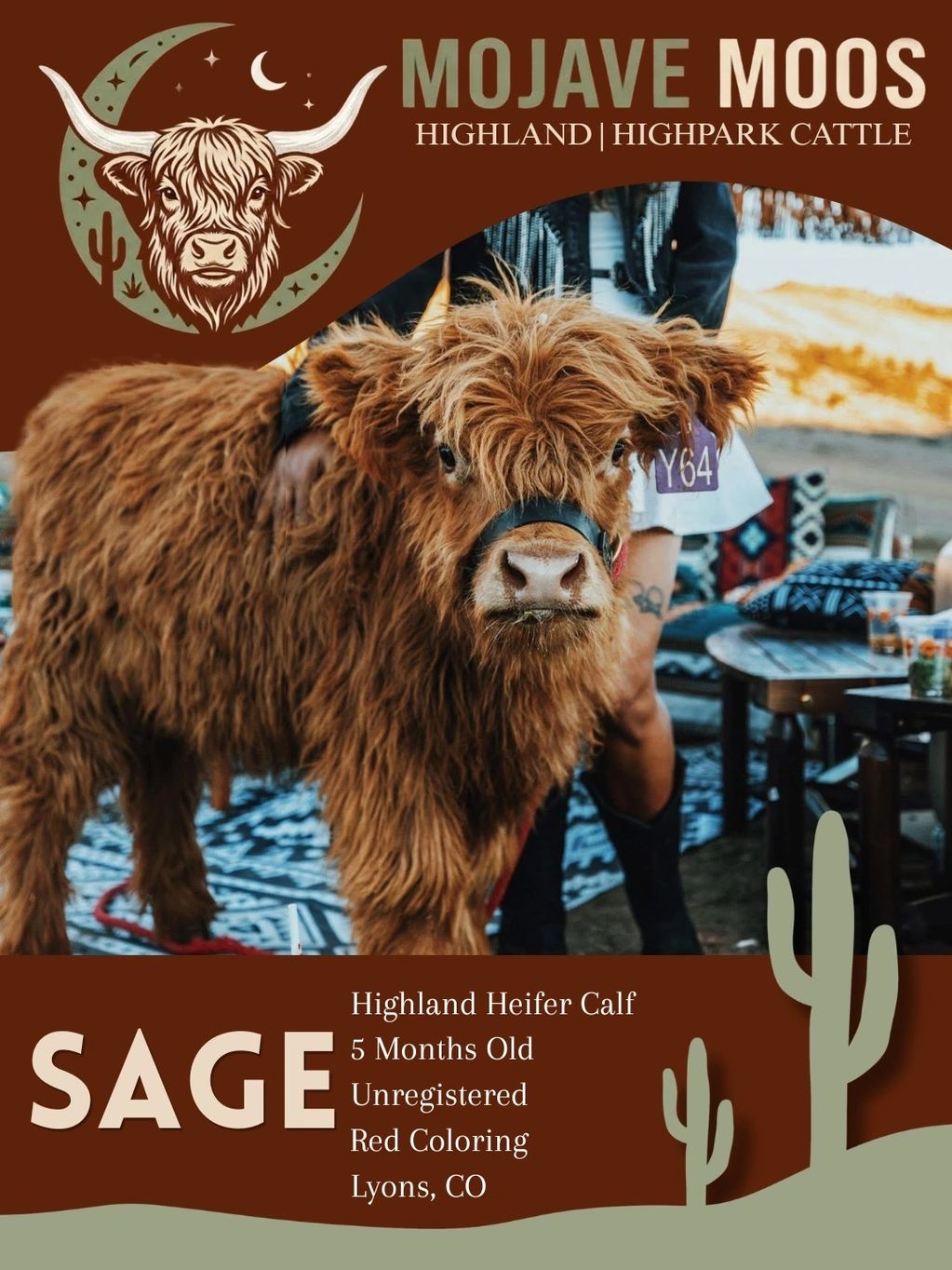 Highland heifer calf named Sage with red coloring at Mojave Moos.