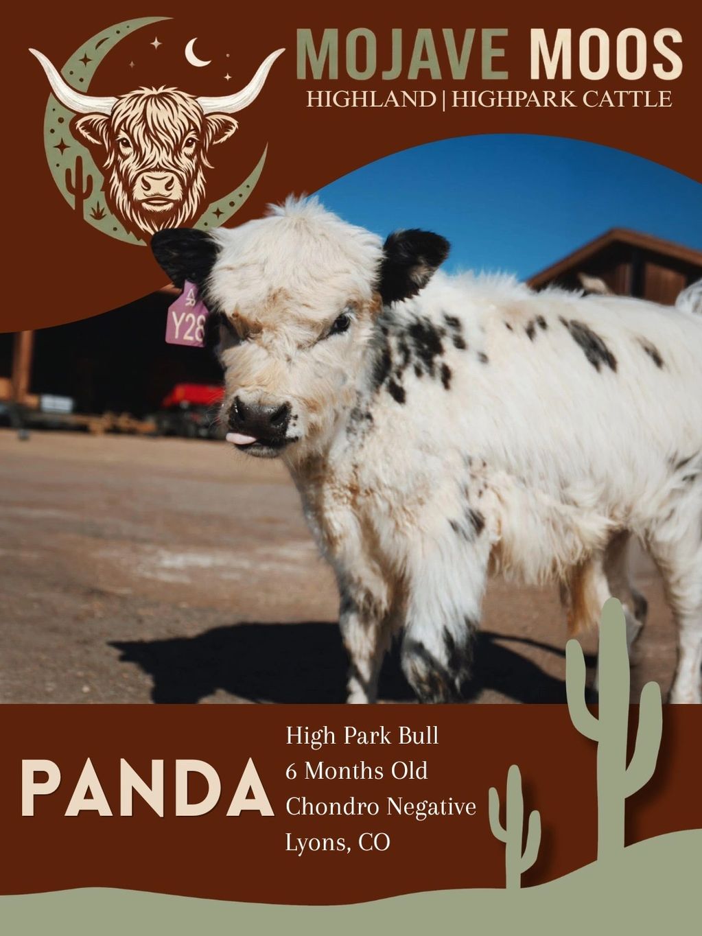 Young High Park bull named Panda with unique black and white markings.