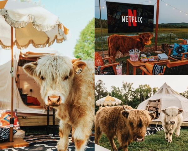 Highland cows enjoying a cozy outdoor camping setup.