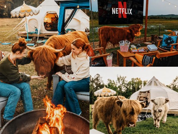 People interacting with Highland cattle at a campsite