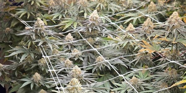 Indoor cannabis plants growing with support netting under bright light.