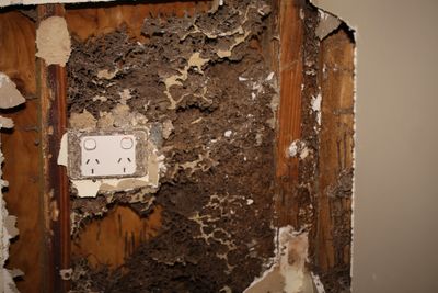 Termite damage in lounge wall, The colony was eliminated using the Exterra Termite Baiting System. 