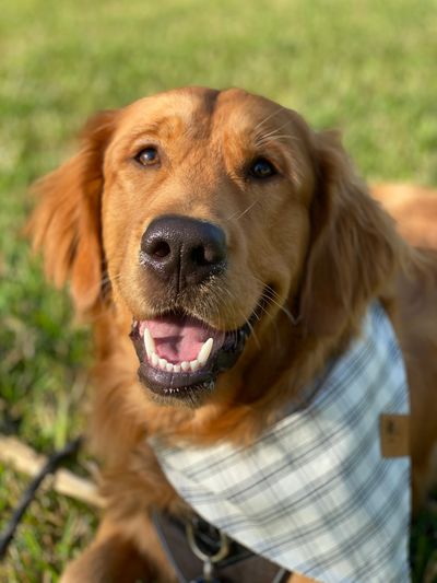 Golden retriever Bodhi, Chief Happiness Officer of Bodhi Communications, marketing with heart.