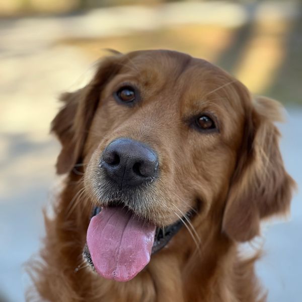 Bodhi at the Dog Park