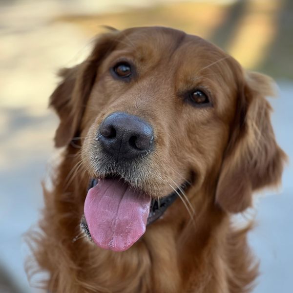 Golden retriever Bodhi smiling for The Dog Park initiative