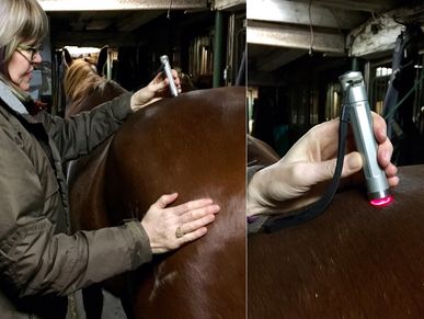 Equine and Animal Acupressure, Red Light Therapy, Balanced Horse, Equine Natural Therapies 