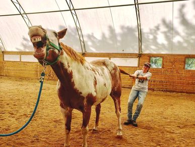 Equine Pain Release Points and Equine Acupressure Workshops, Equine natural therapies