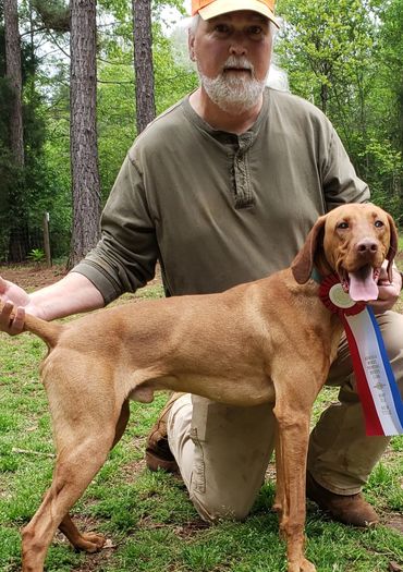 Vizsla male got his AKC Jr Hunter ribbon