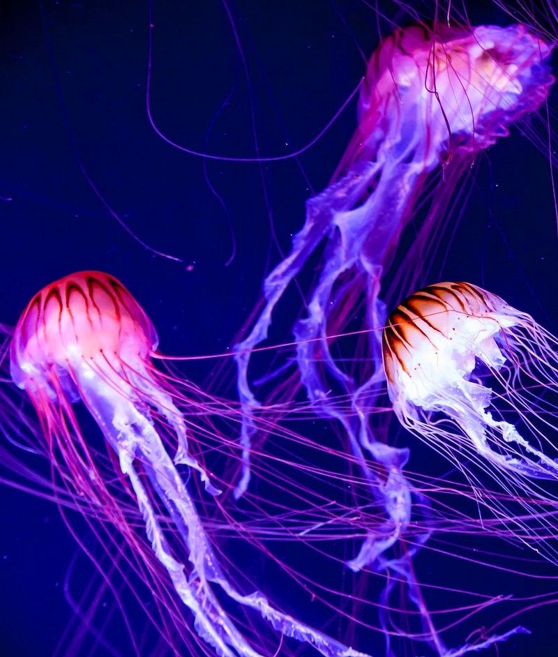 luminescent jellyfish swimming, their bodies beating to the cosmic rhythm