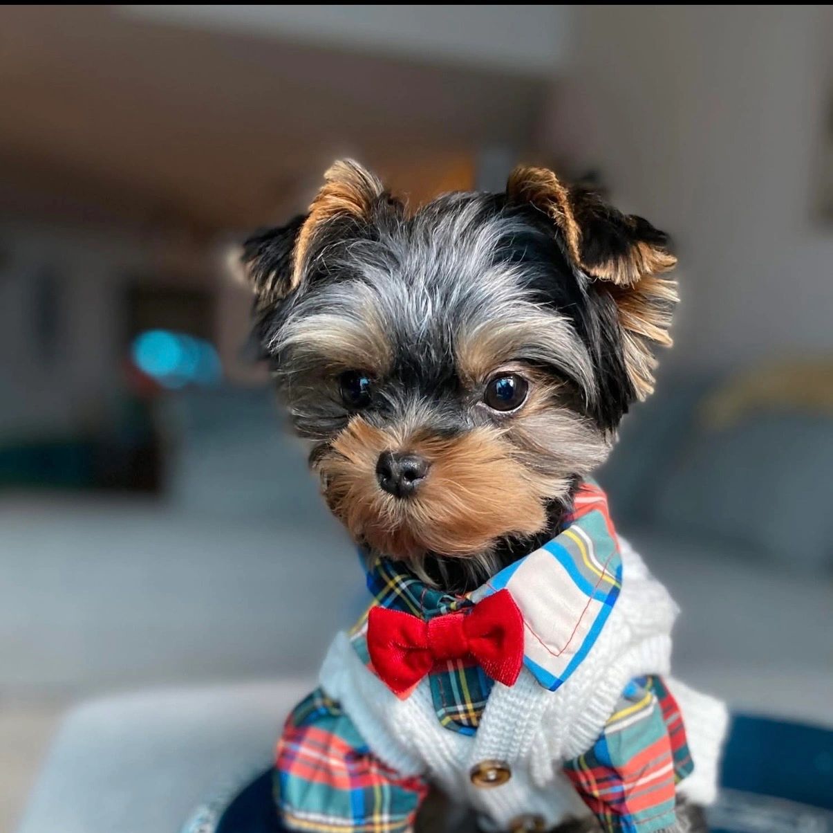 Cute puppy wearing a red bow tie and plaid shirt.