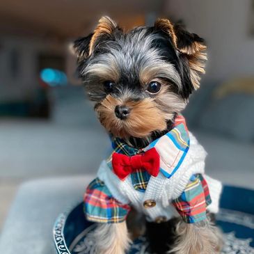 Cute Yorkshire Terrier puppy wearing a red bow tie.