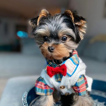 Adorable small dog in a bow tie outfit.