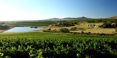 Lush vineyard with a water reservoir under a clear blue sky.