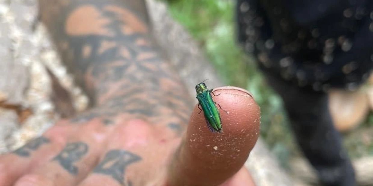 Emerald ash borer (EAB)
#NJClimbingArborist