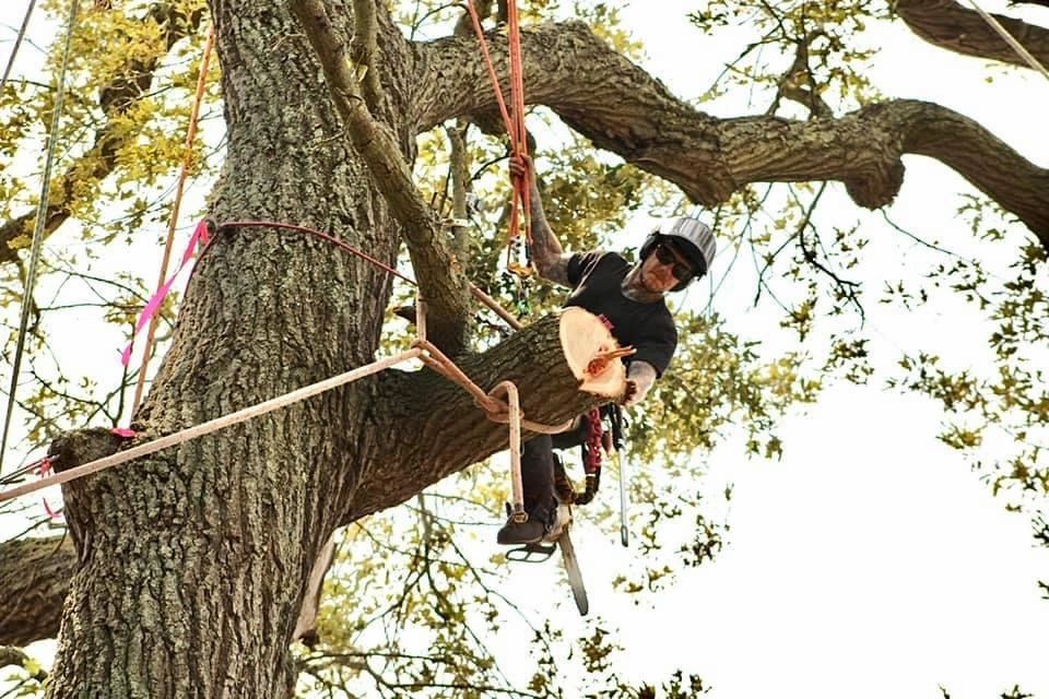 Tree Service The NJ Climbing Arborist LLC