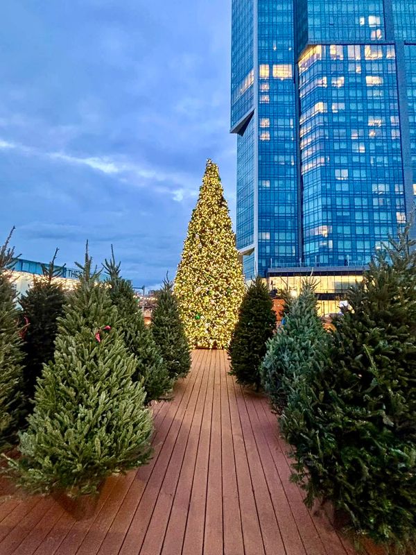 Pathway lined with Christmas trees leading to a large, illuminated tree near a tall glass building.