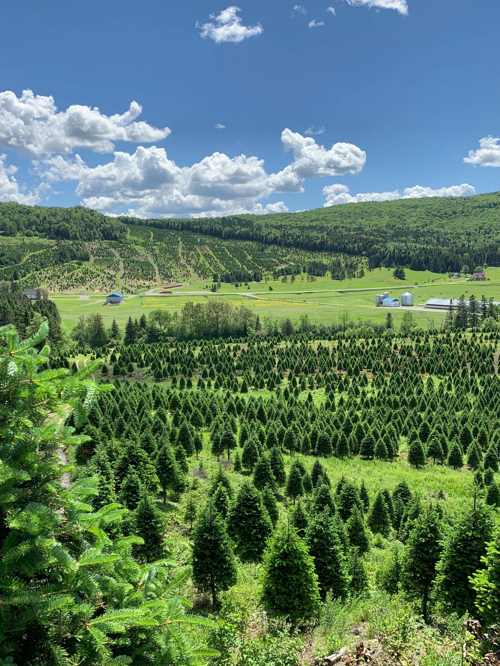 Wholesale Christmas Tree Prices Oregon at David Holland blog