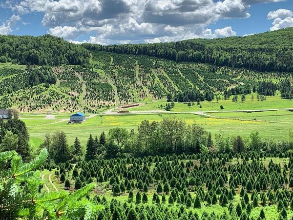 A scenic view of a lush green tree farm under a cloudy blue sky.