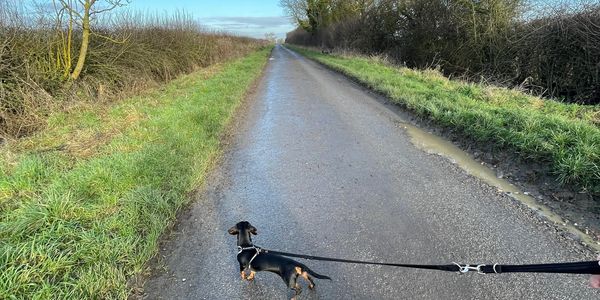 Beautiful miniature dash hound stood in the middle of a lane with bright blue sky with white clouds