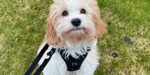 Young brown and white cavapoo puppy sitting on green grass looking up lovingly waiting for command
