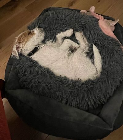 Dog Sleeping Peacefully