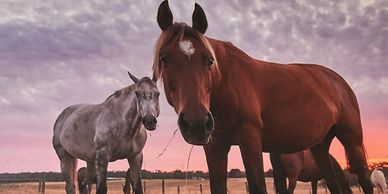 two horses of the healing herd looking at the spectator as in equine assisted therapy