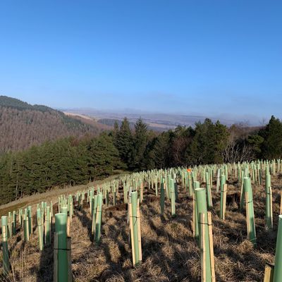 Tree Planting in a Peak District clough