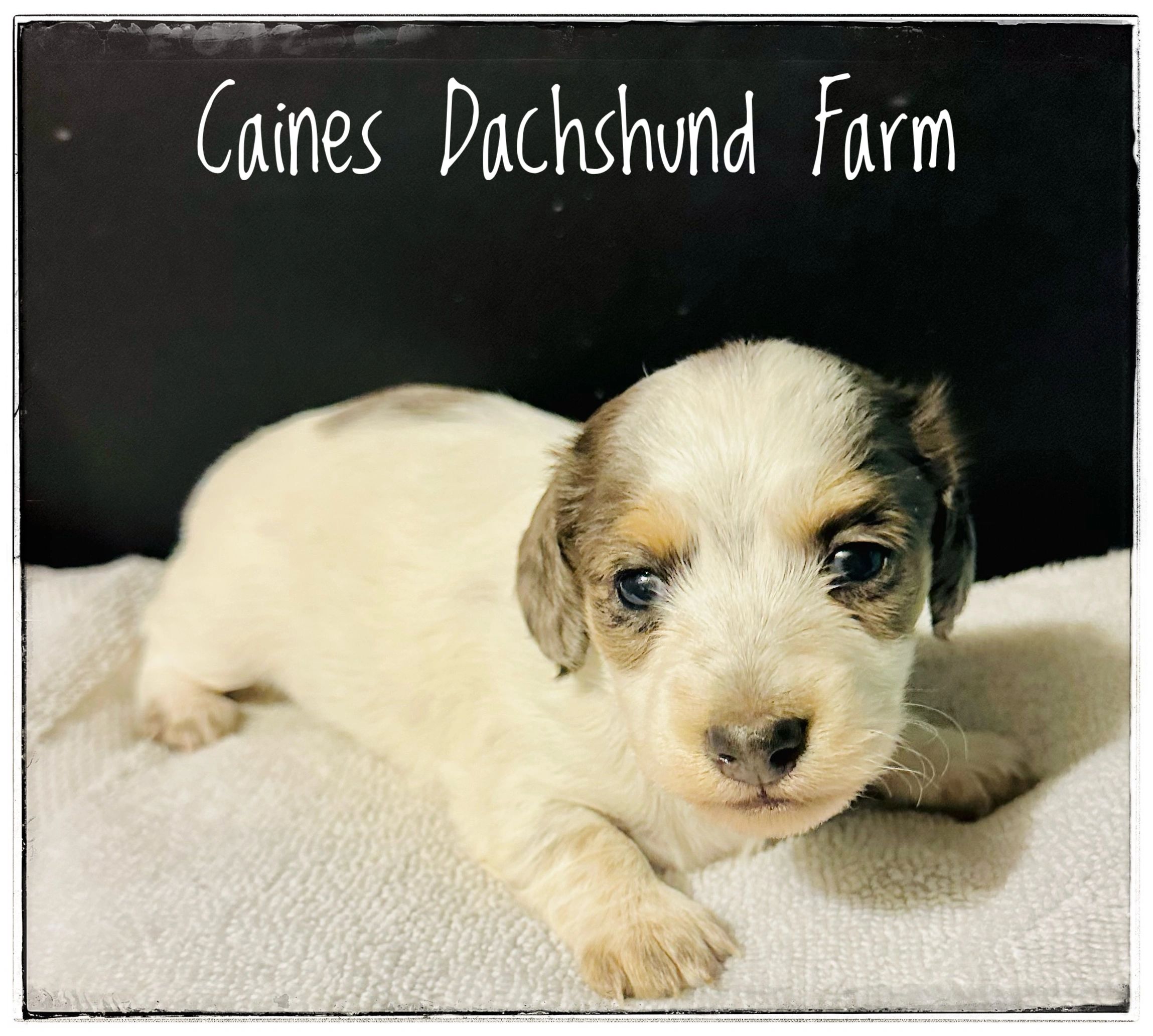 Caines Dachshund Farm Dachshund, Breeder, Cincinnati, Dachshund