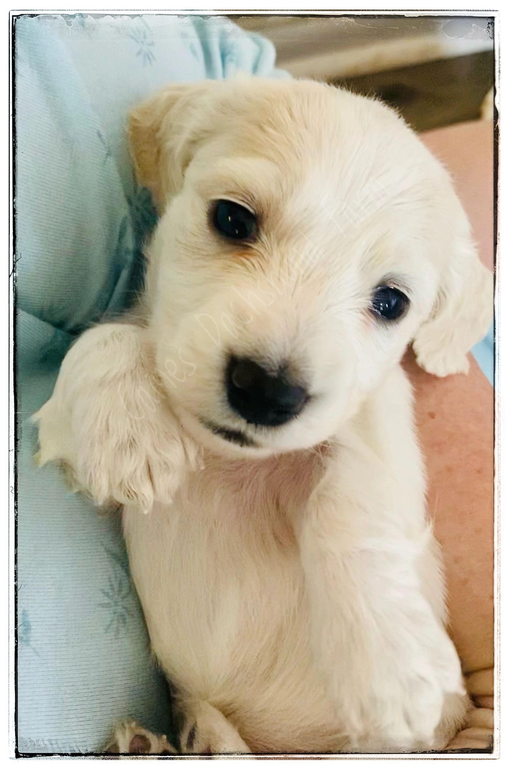 Caines Dachshund Farm Dachshund, Dachshund, Breeder, Puppies