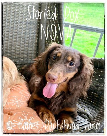 A happy long-haired Dachshund sitting on a wicker chair with its tongue out.