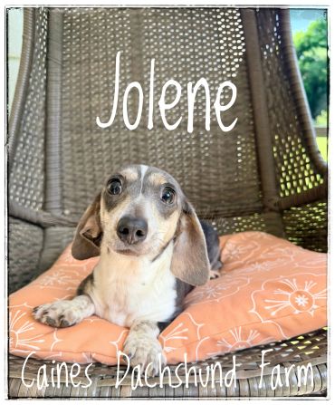 A dachshund named Jolene lying on a cushion in a wicker chair.