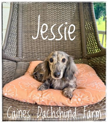 Dachshund named Jessie relaxing on a cushion in a wicker chair.
