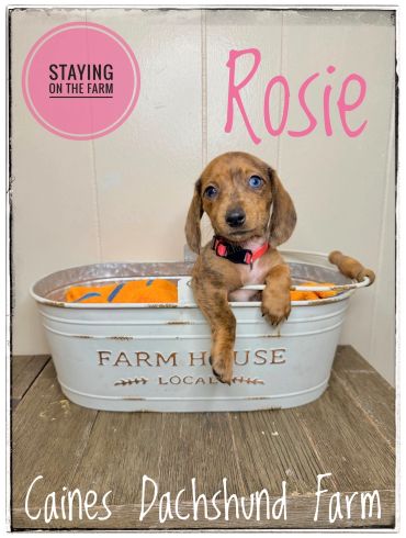 Rosie the Dachshund puppy sits in a farmhouse tub with a cozy blanket.