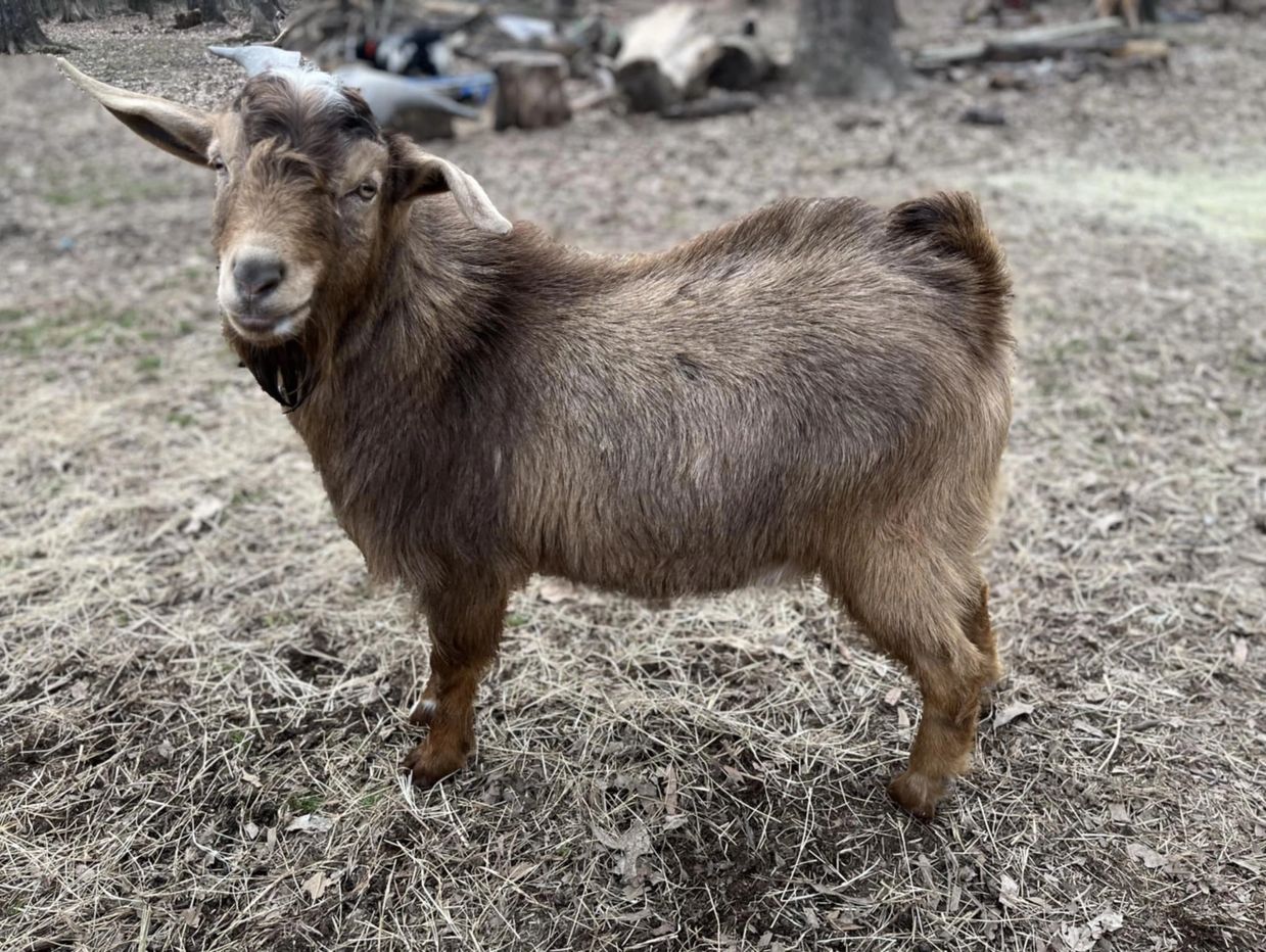 Mini boer buck for sale