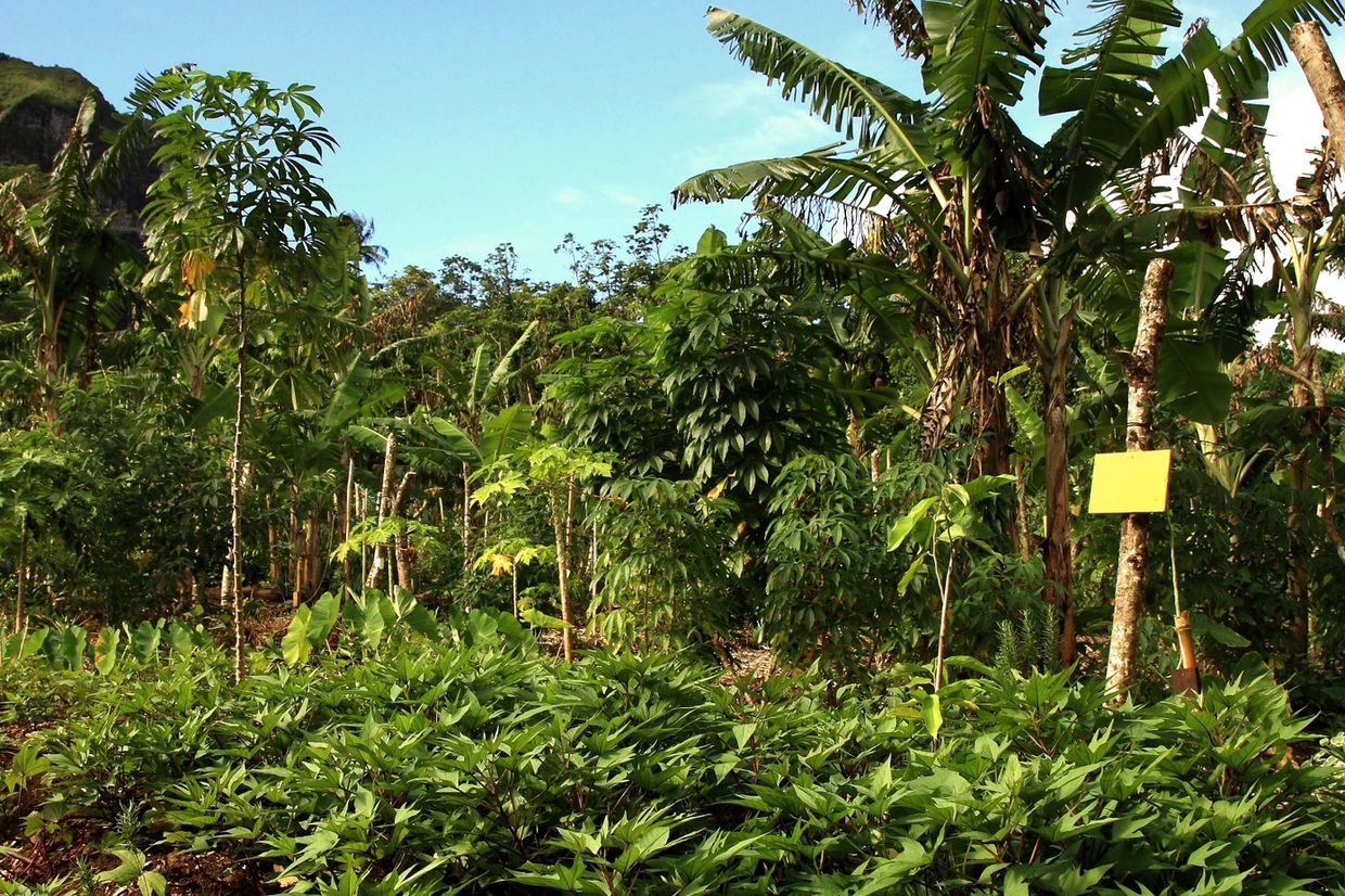 Patates douces, bananiers, manioc, papayers...