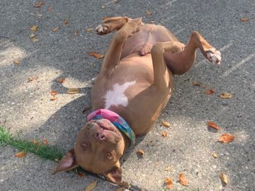 A brown pitbull on his back in a silly pose