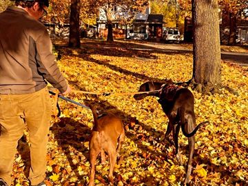 A man walks a brown pitbull and a grey great dane down a street covered in yellow leaves