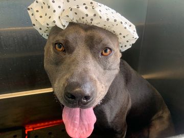 grey pitbull wearing a shower cap