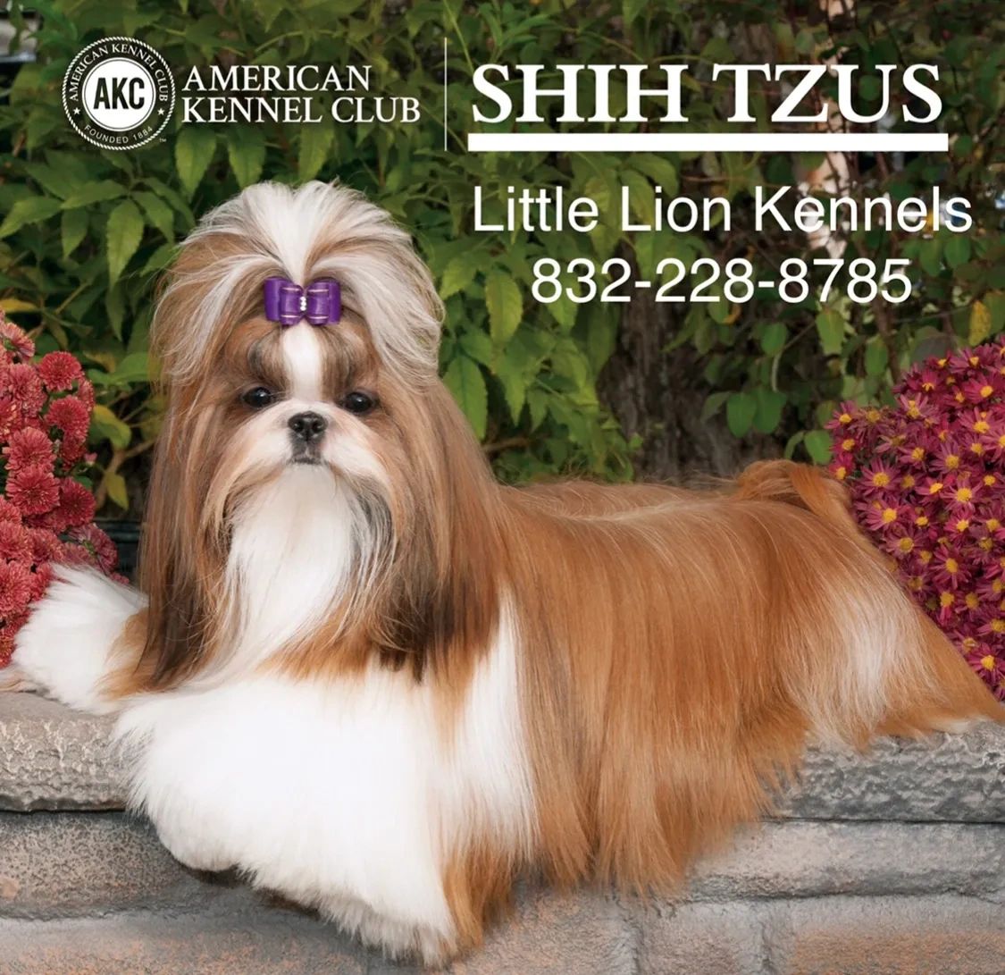 Akc Shih Tzu Puppies for Sale - Little Lion Kennels