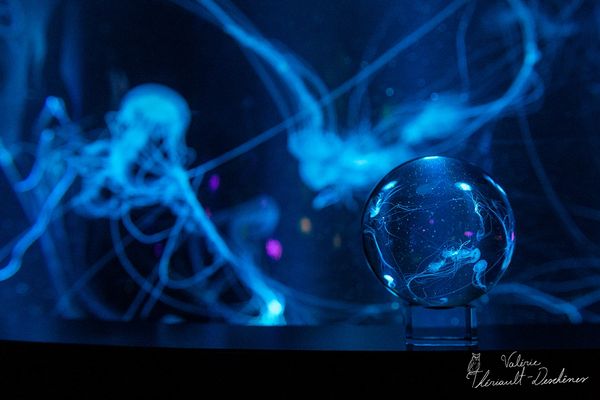 Méduse dans une boule de cristal à l'aquarium du Québec