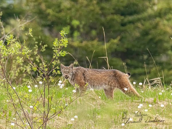 Lynx du Canada dans les herbes au marais de Cacouna